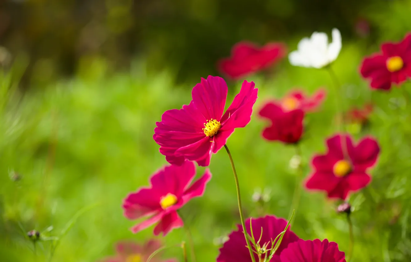 Photo wallpaper space, bokeh, kosmeya