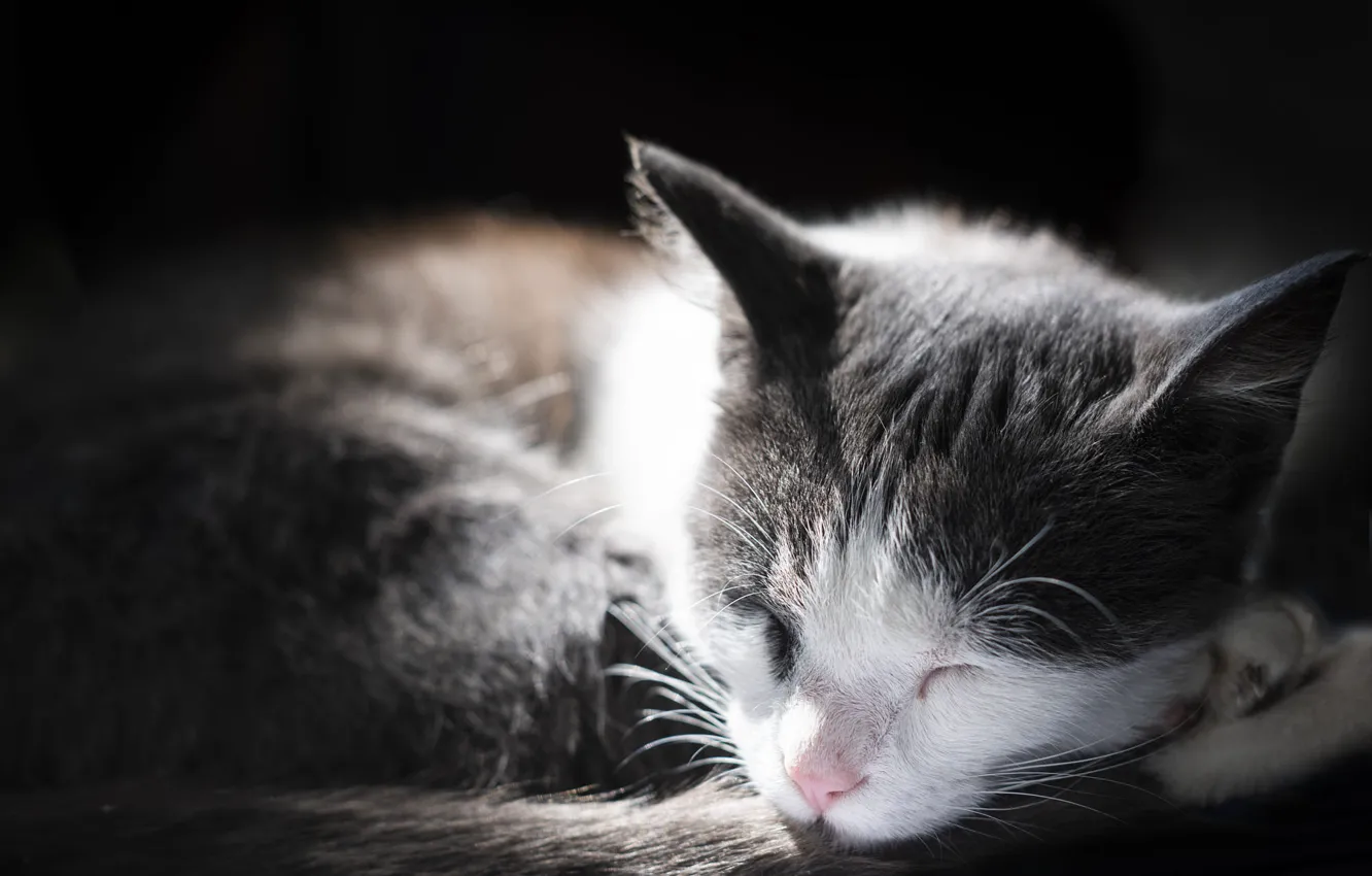 Photo wallpaper cat, cat, light, sleeping, bokeh