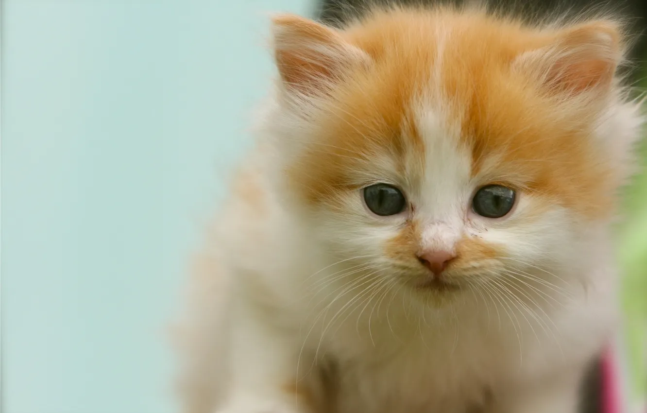 Photo wallpaper look, baby, muzzle, kitty