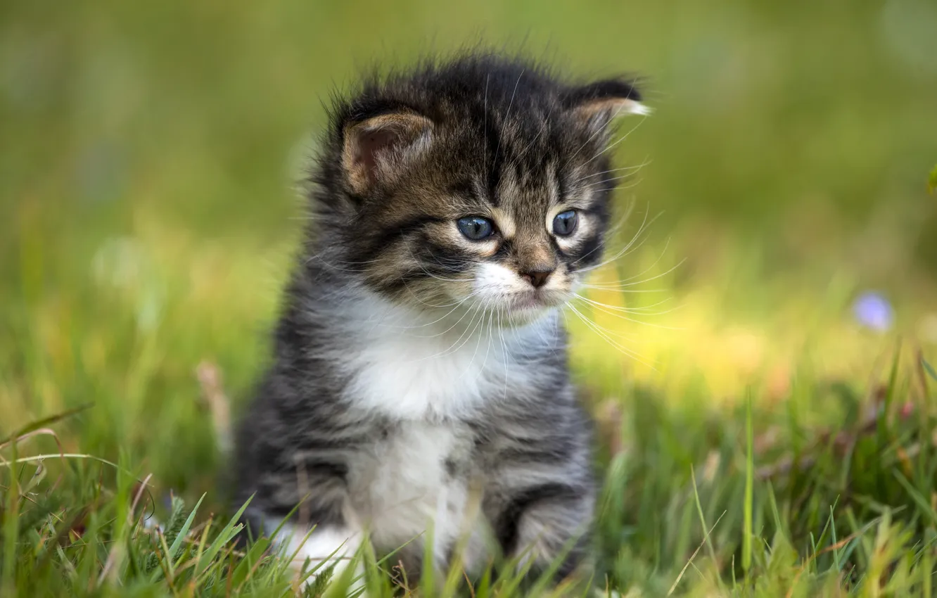 Photo wallpaper grass, fluffy, kitty, sitting