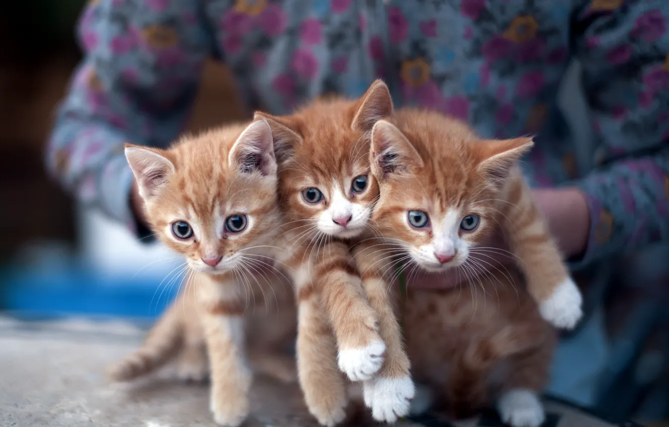 Photo wallpaper cats, kittens, three, three, Ryrie