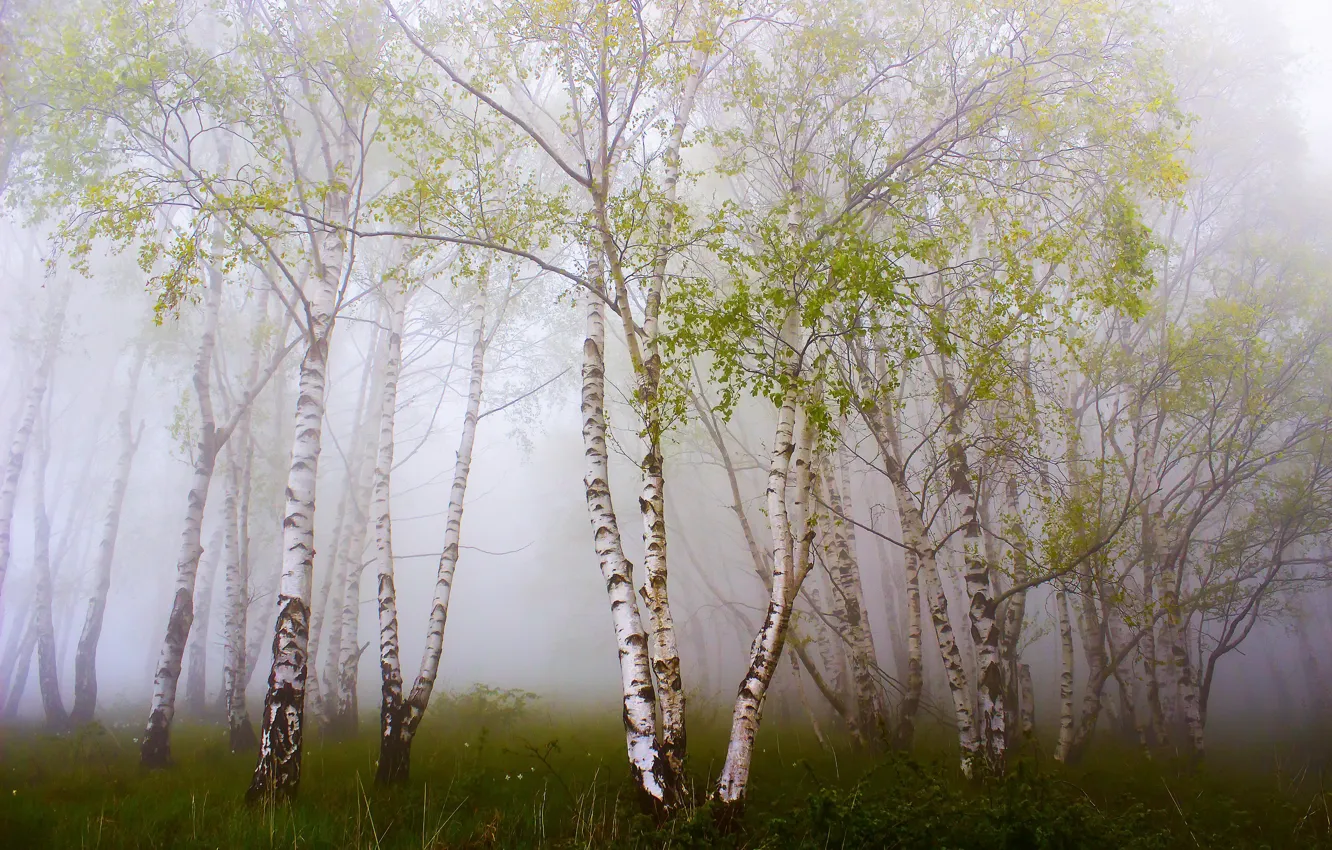 Photo wallpaper forest, summer, fog, birch