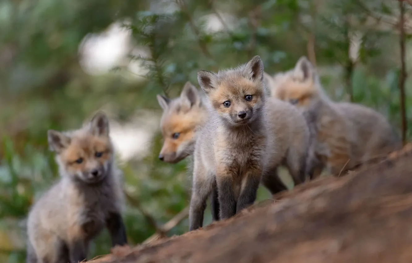 Photo wallpaper forest, look, Fox, face, bokeh, cubs, Fox, cubs