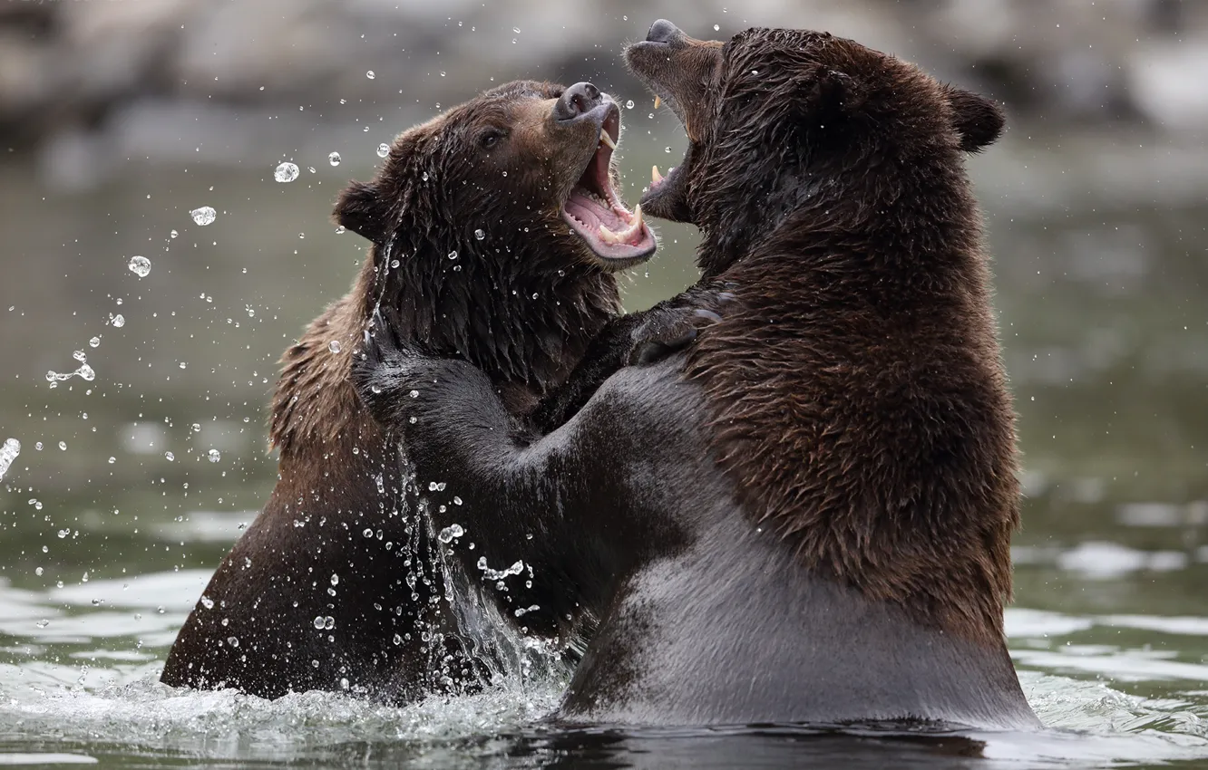 Photo wallpaper bears, water, look, bears