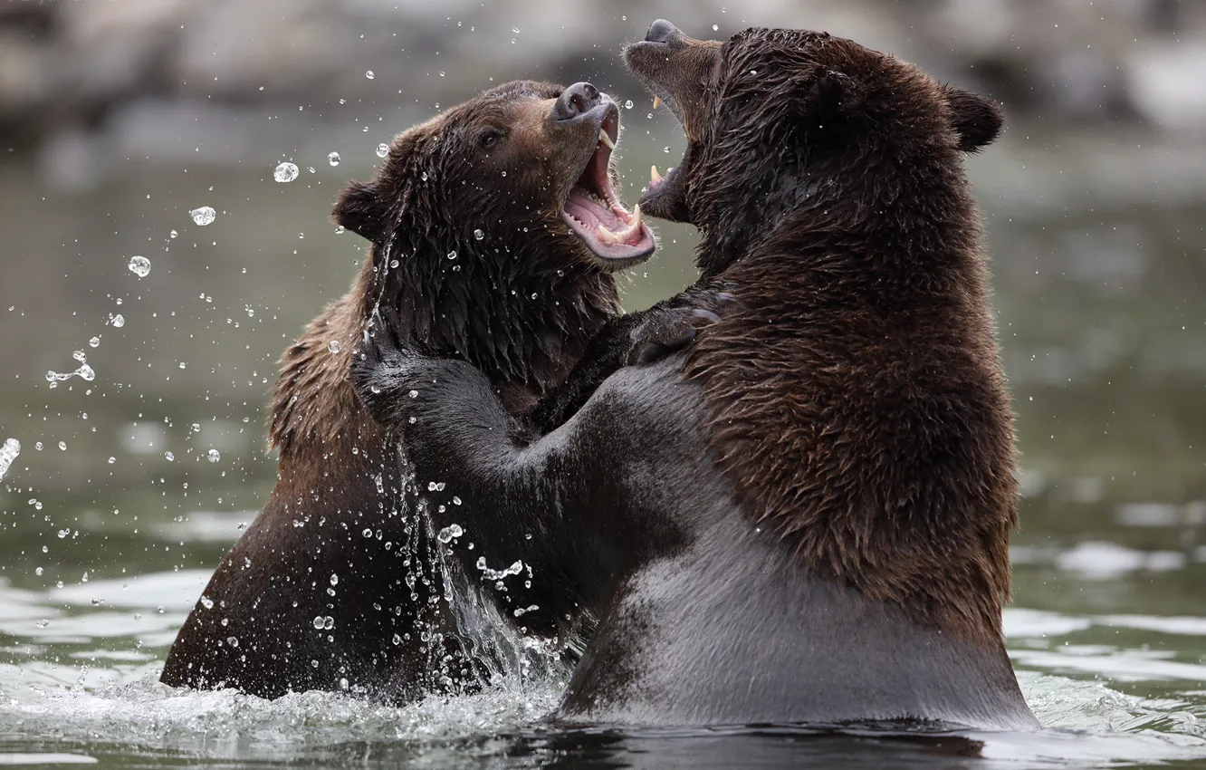 Photo wallpaper bear, water, look, bears