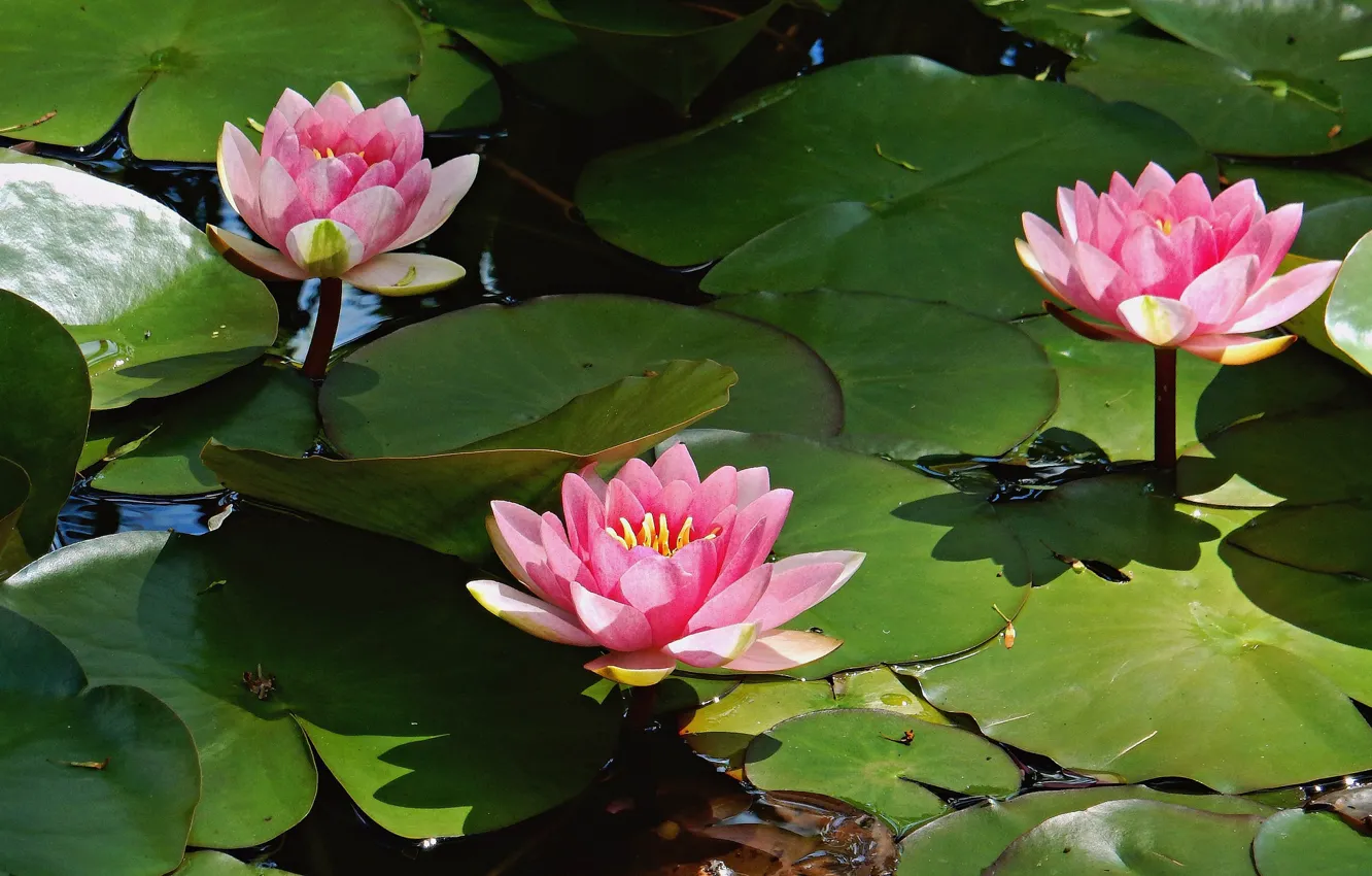 Photo wallpaper flowers, petals, Lotus, flowering