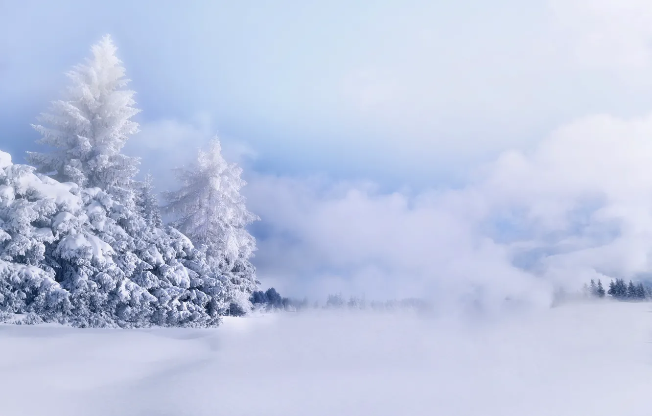 Photo wallpaper snow, trees, frost