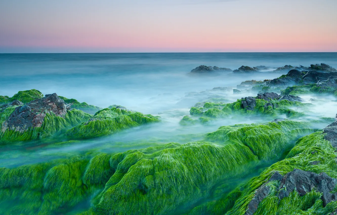 Photo wallpaper algae, stones, the ocean, dawn