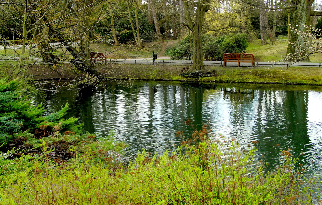 Photo wallpaper water, park, lake, plants, pond
