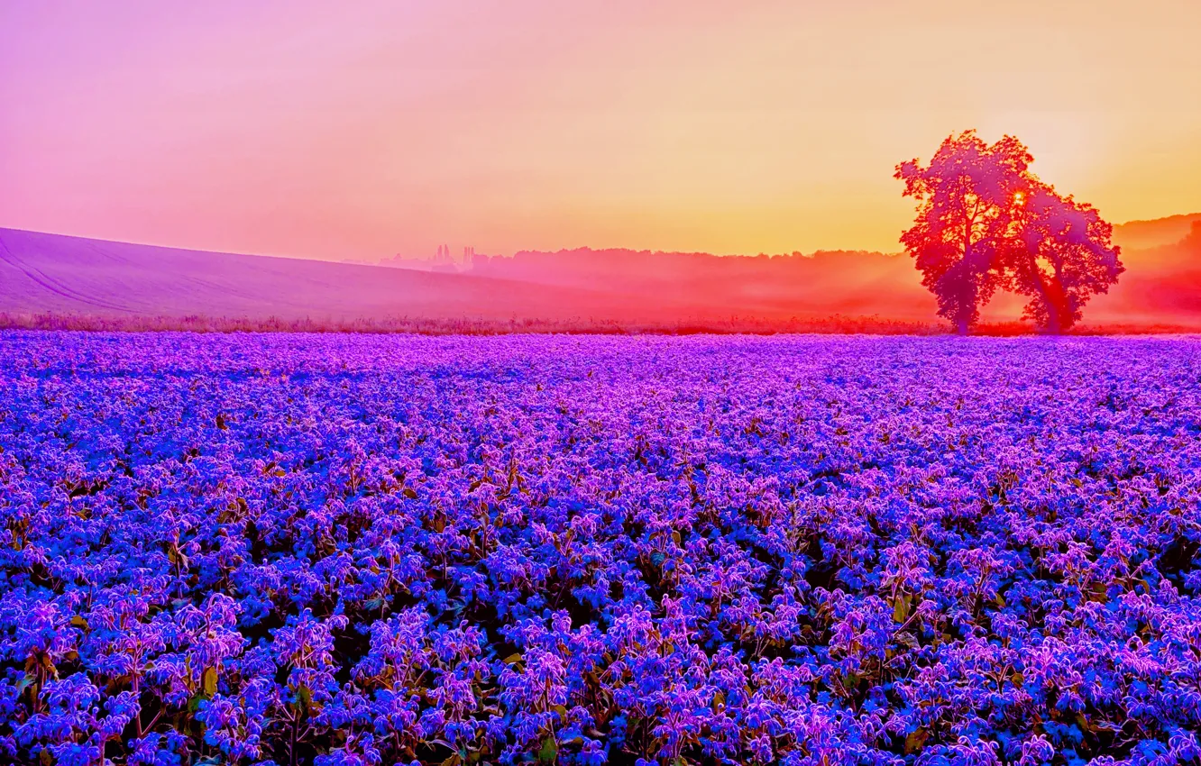 Photo wallpaper field, the sun, light, trees, foliage, lavender