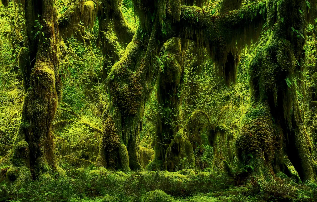 Photo wallpaper greens, forest, trees, nature, plant, moss, fern