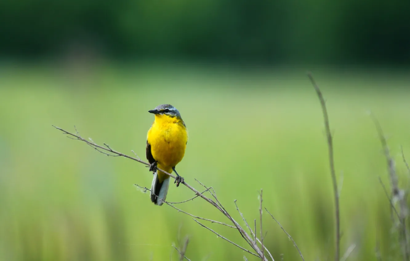 Photo wallpaper field, summer, nature, bird