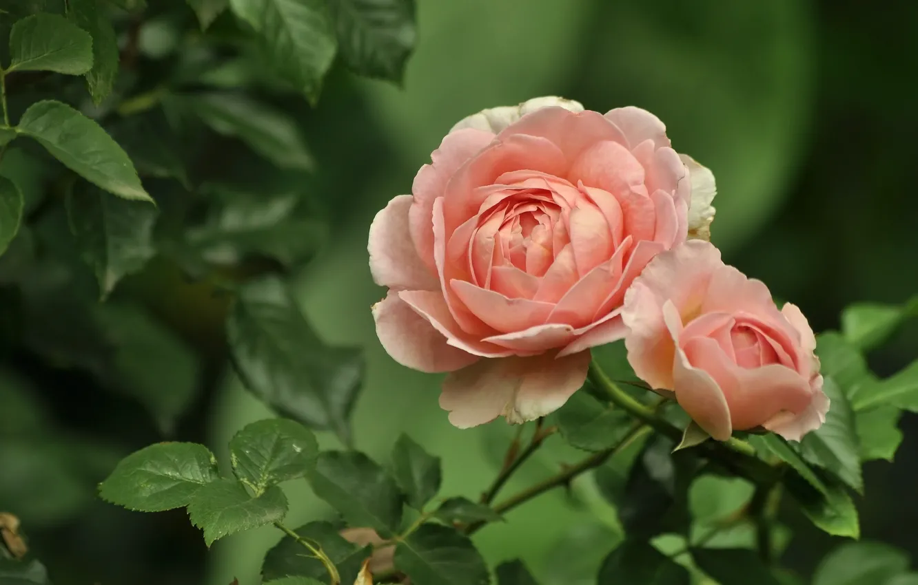 Photo wallpaper leaves, flowers, orange, roses, garden, cream, Duo, the bushes