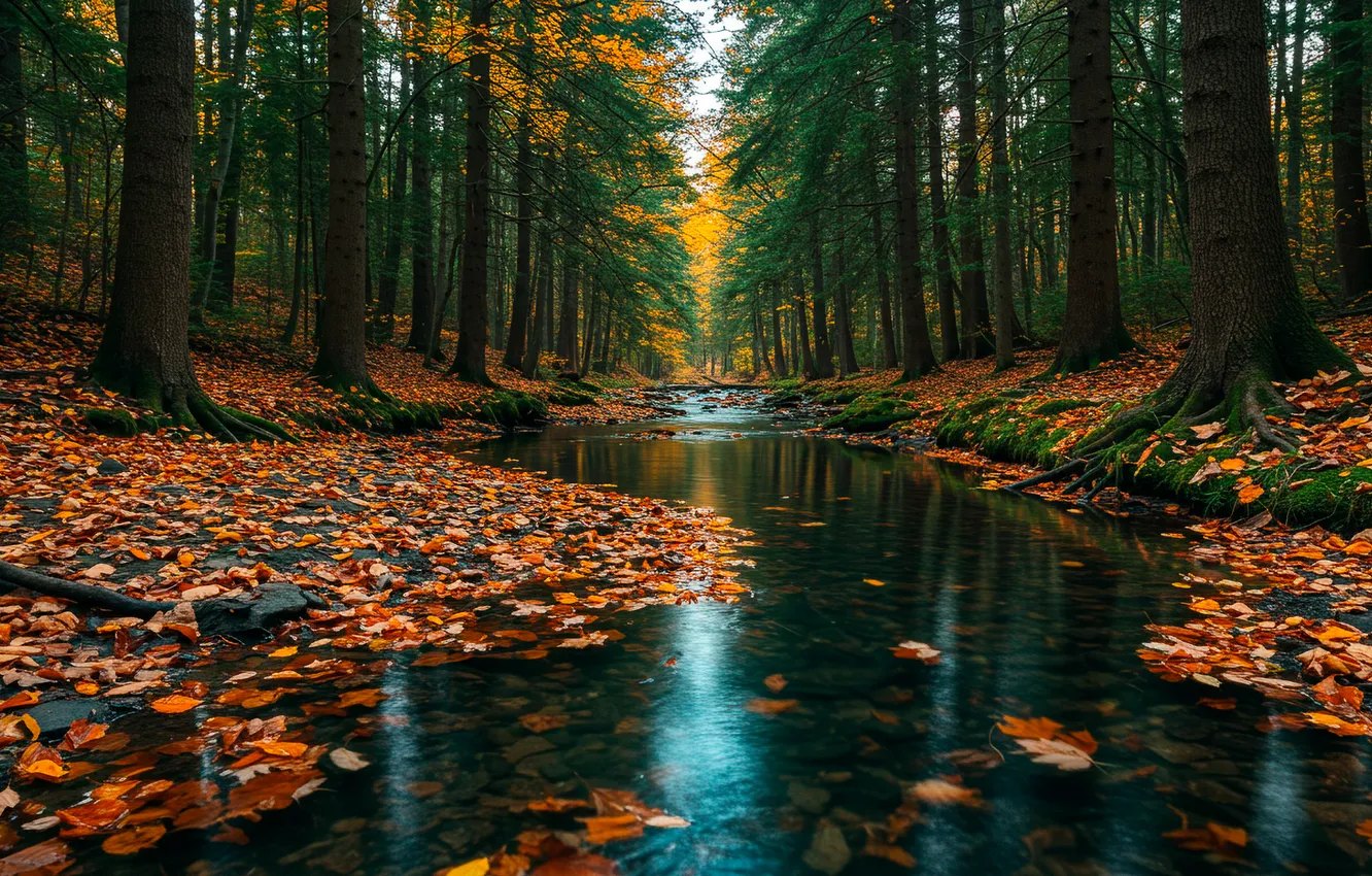 Photo wallpaper autumn, forest, leaves, trees, stream