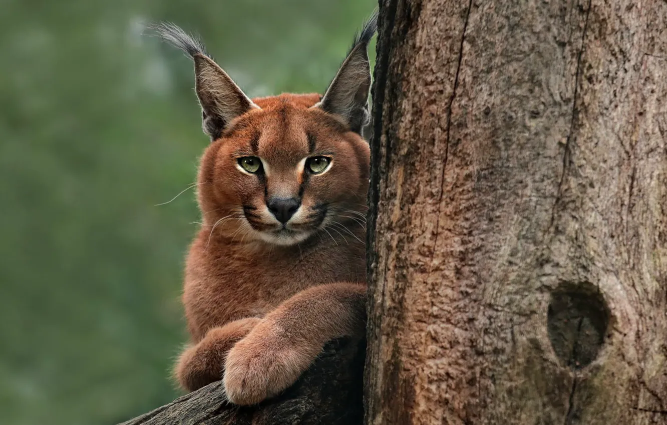 Photo wallpaper look, face, trees, portrait, lynx, Caracal