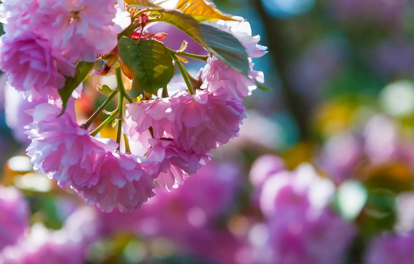 Photo wallpaper flowers, spring, Sakura, flowering
