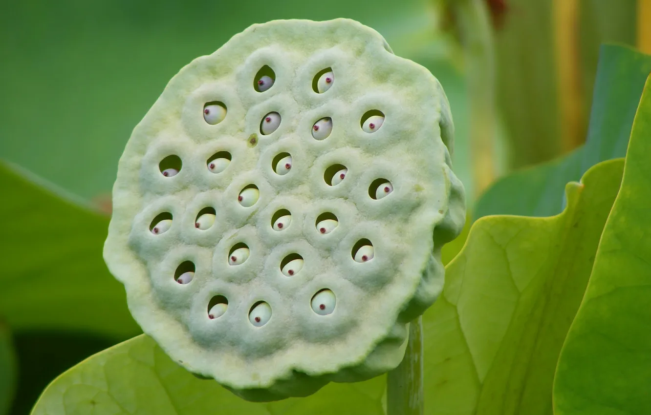 Photo wallpaper Flower, Lotus, Lotus seeds, Holes