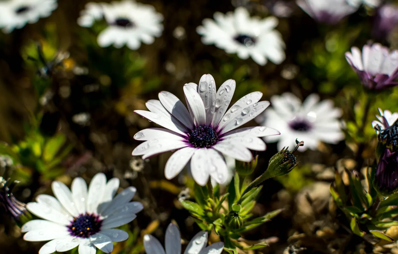 Photo wallpaper flowers, glade, white, Osteospermum