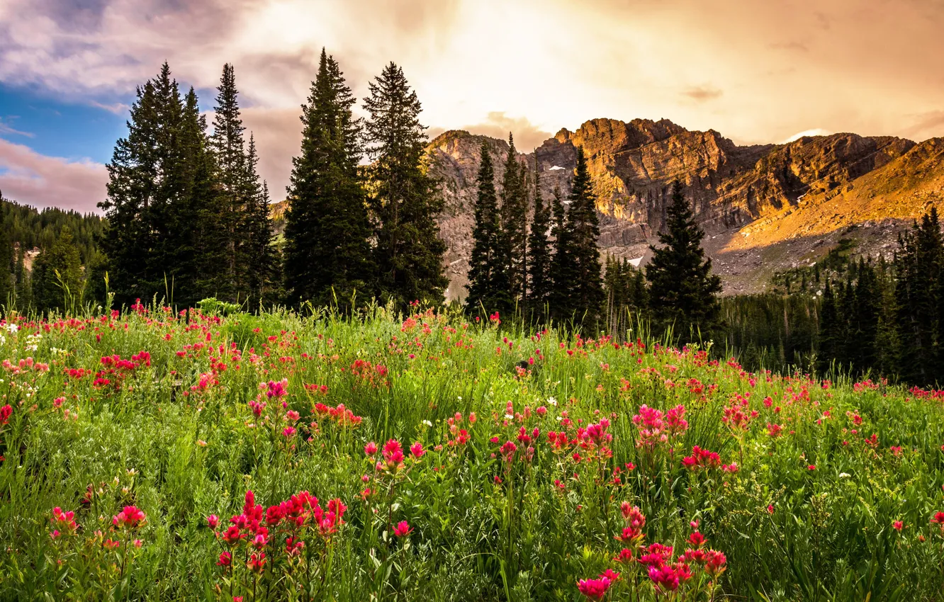 Photo wallpaper trees, landscape, flowers, sunrise, rocks, glade, USA, Utah