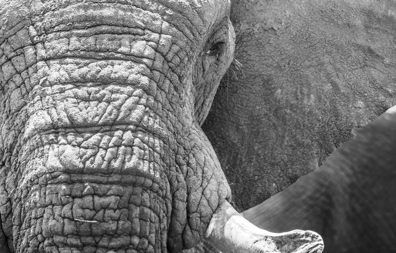 Photo wallpaper elephant, Africa, wildlife