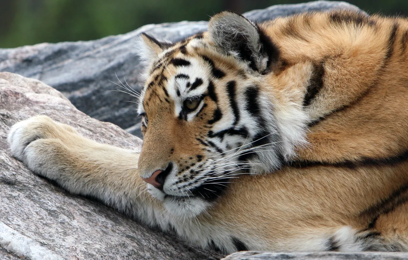 Photo wallpaper cat, face, tiger, stay, stone, the Amur tiger