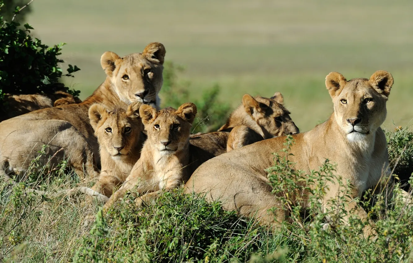 Photo wallpaper animal, Lions, big cat