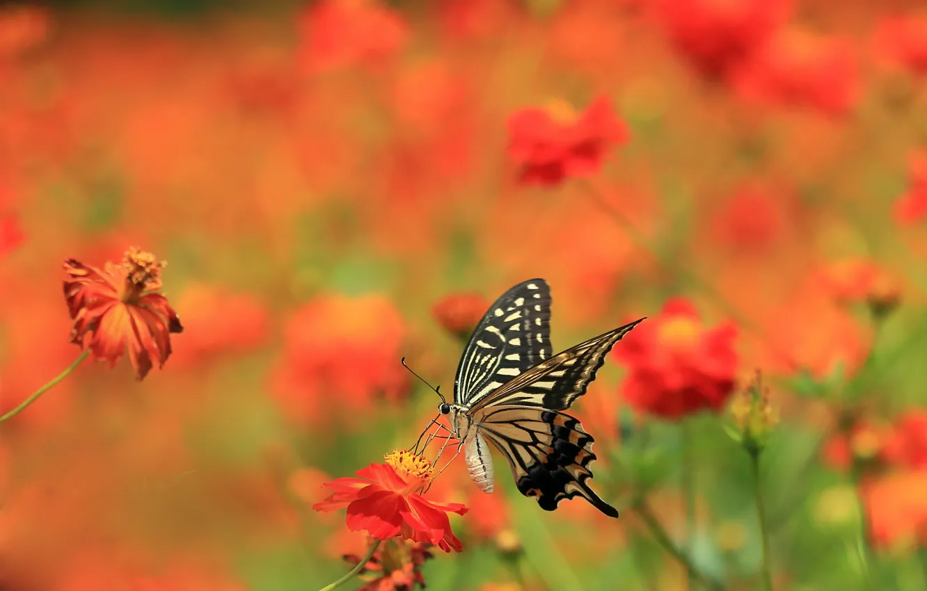 Photo wallpaper summer, flowers, butterfly