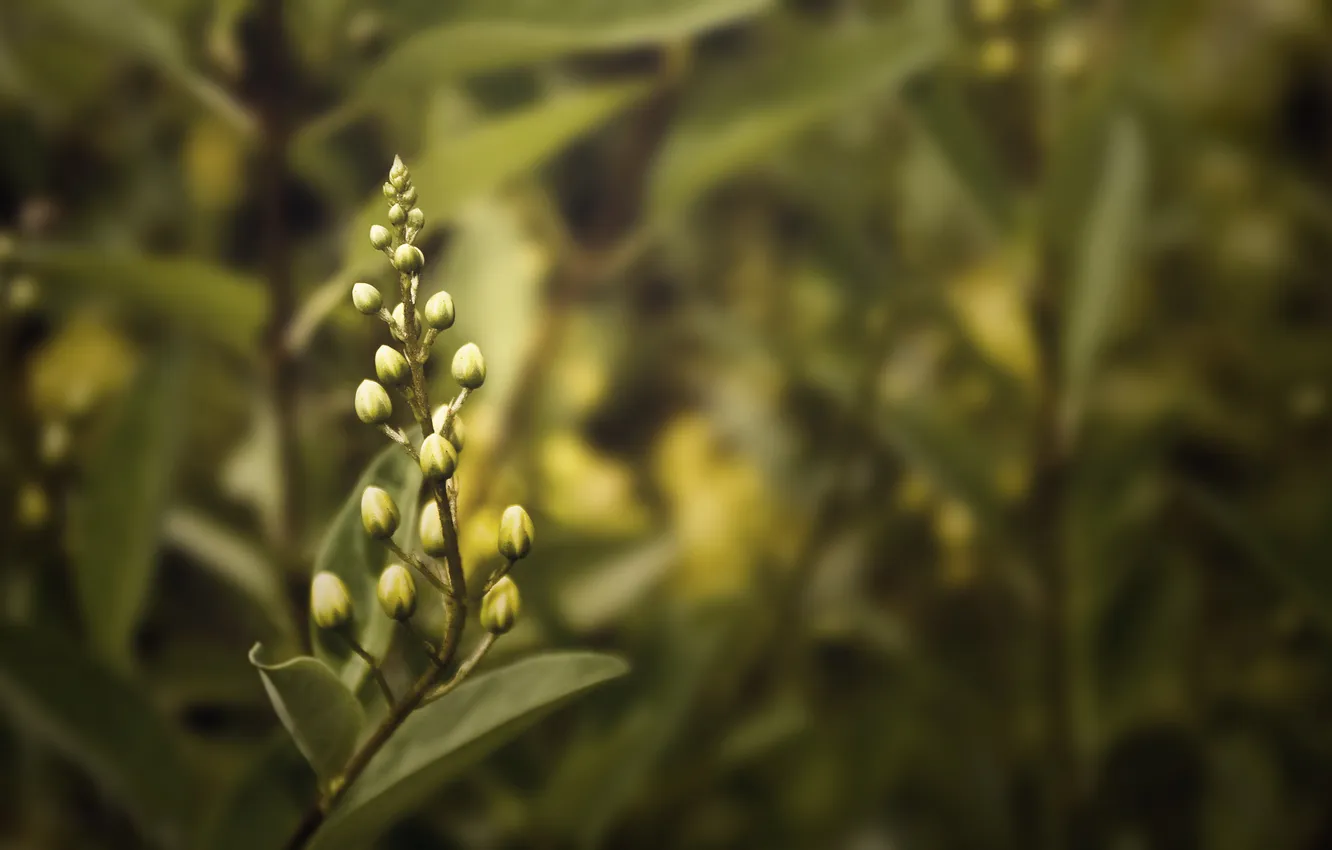 Photo wallpaper macro, flowers, buds, flowers, shrub, Laurel, Laurel