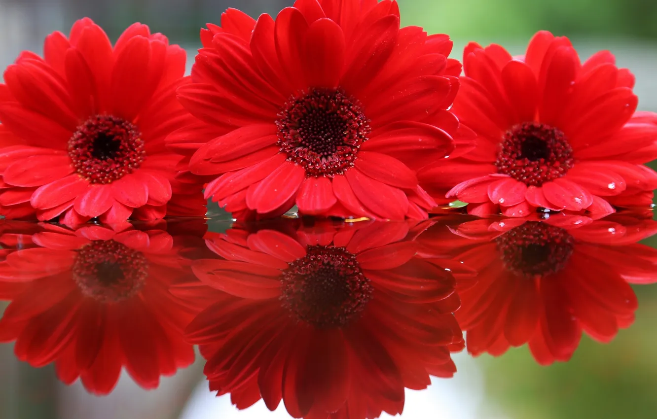 Photo wallpaper macro, reflection, trio, gerbera