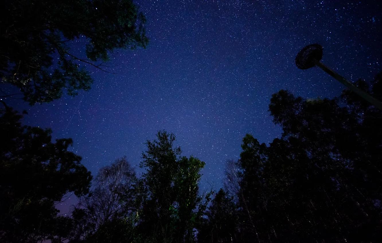 Photo wallpaper space, stars, trees, night