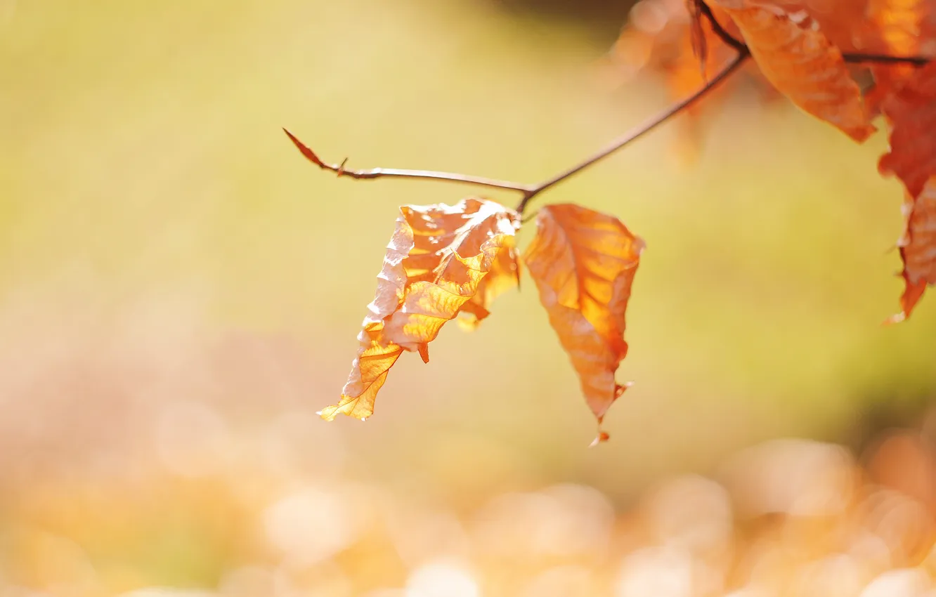 Photo wallpaper autumn, leaves, the sun, light, trees, orange, branches, yellow