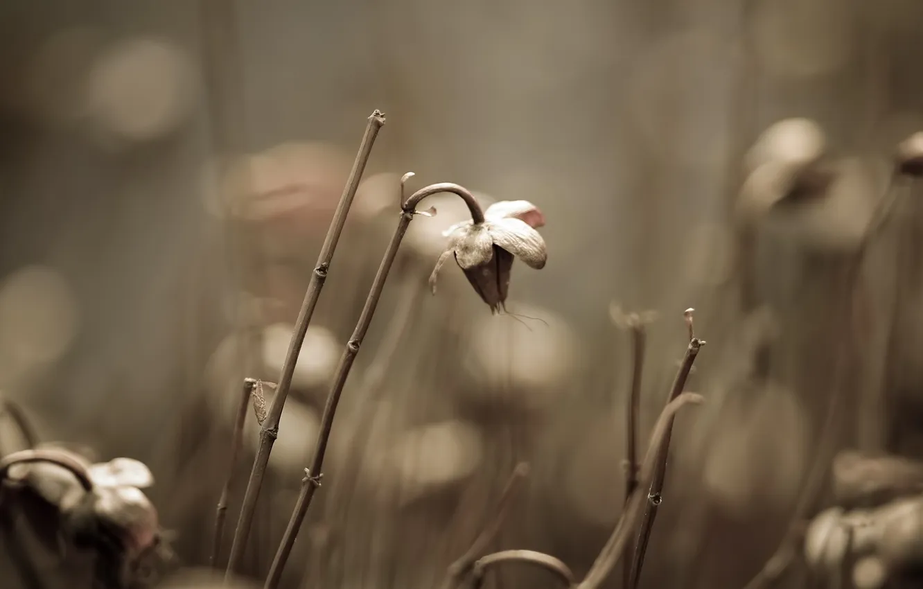 Photo wallpaper macro, nature, photo, background, plant, picture, image, Dry