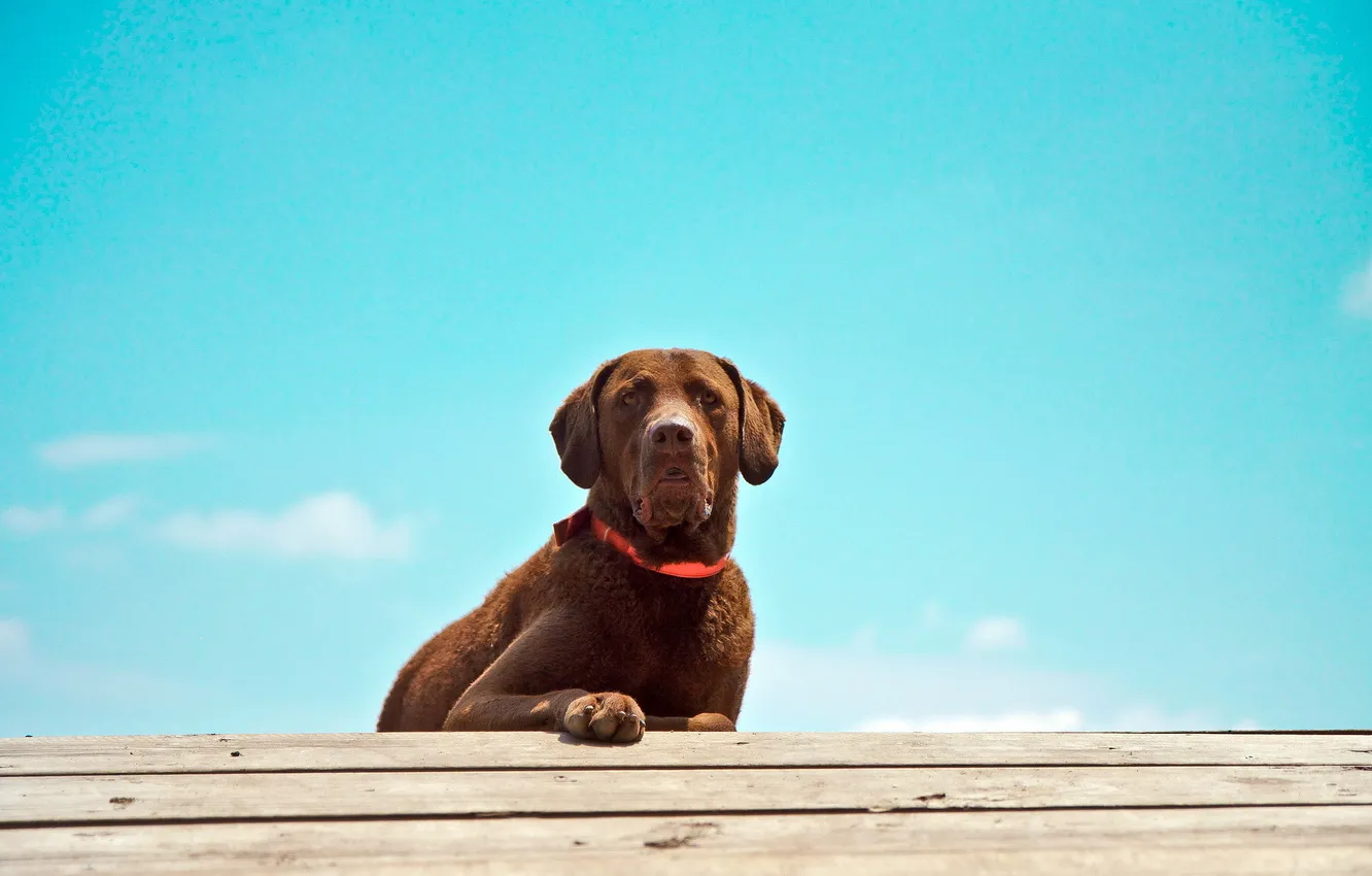 Photo wallpaper look, background, dog