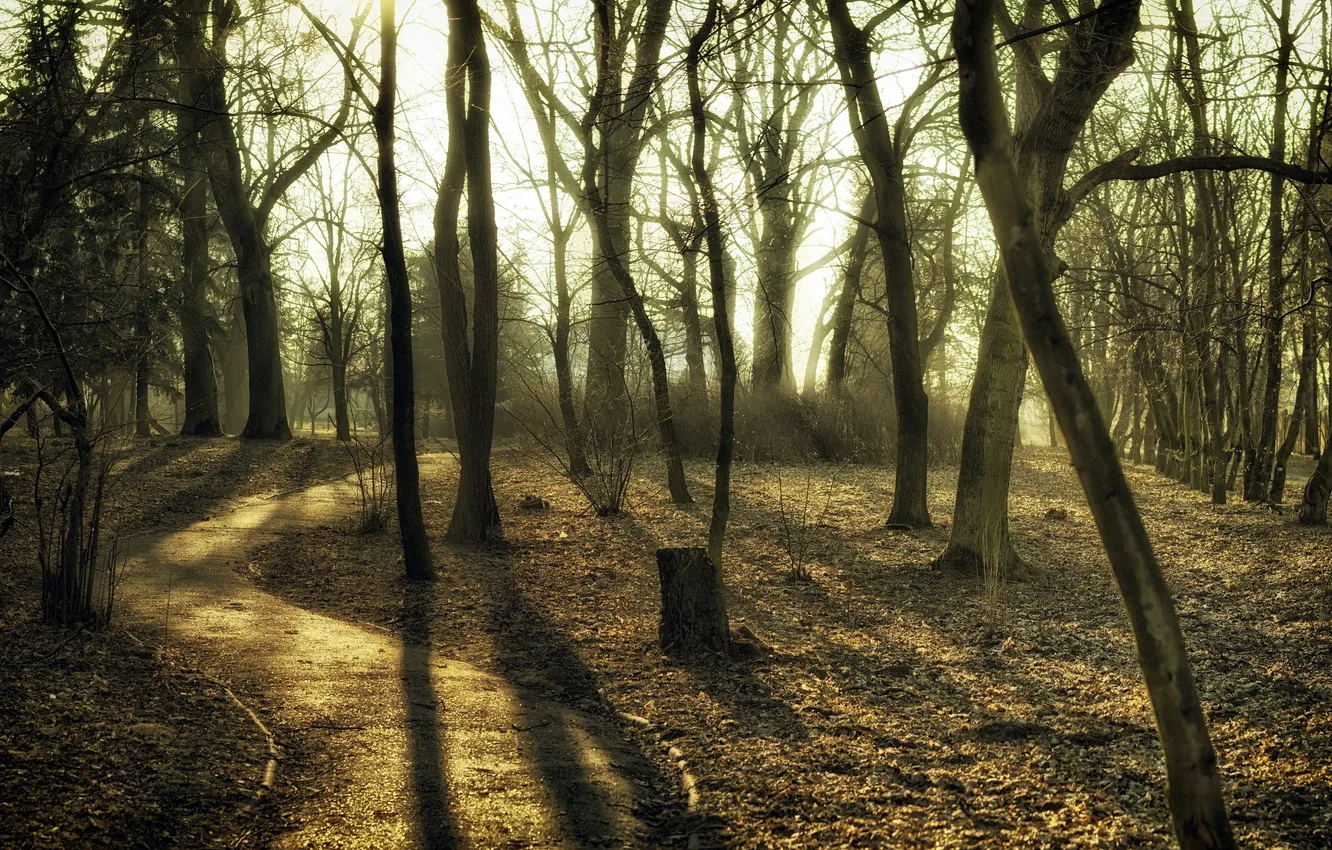 Photo wallpaper road, trees, landscape, Park, morning