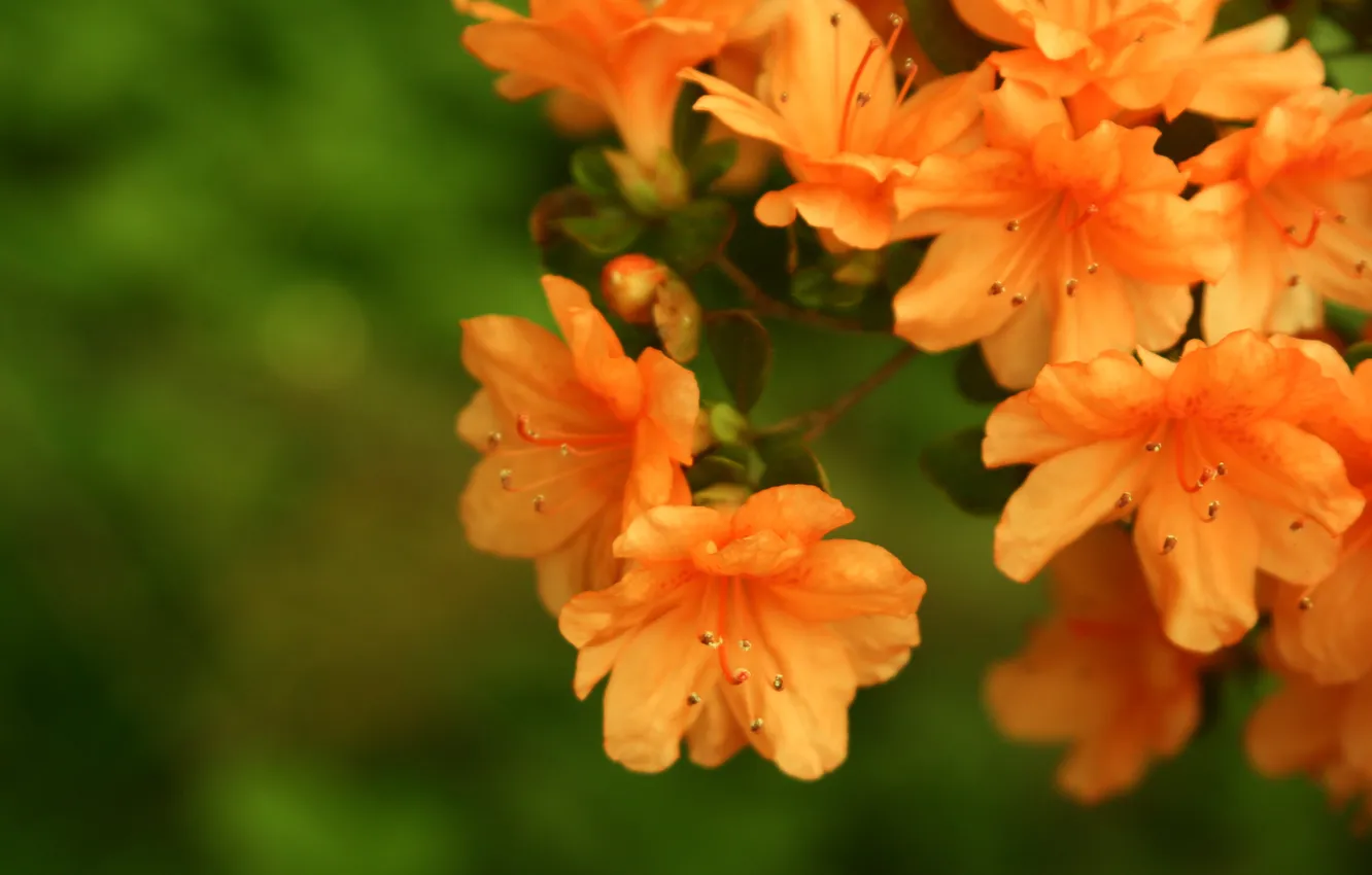 Photo wallpaper leaves, flowers, orange, branches, green, petals