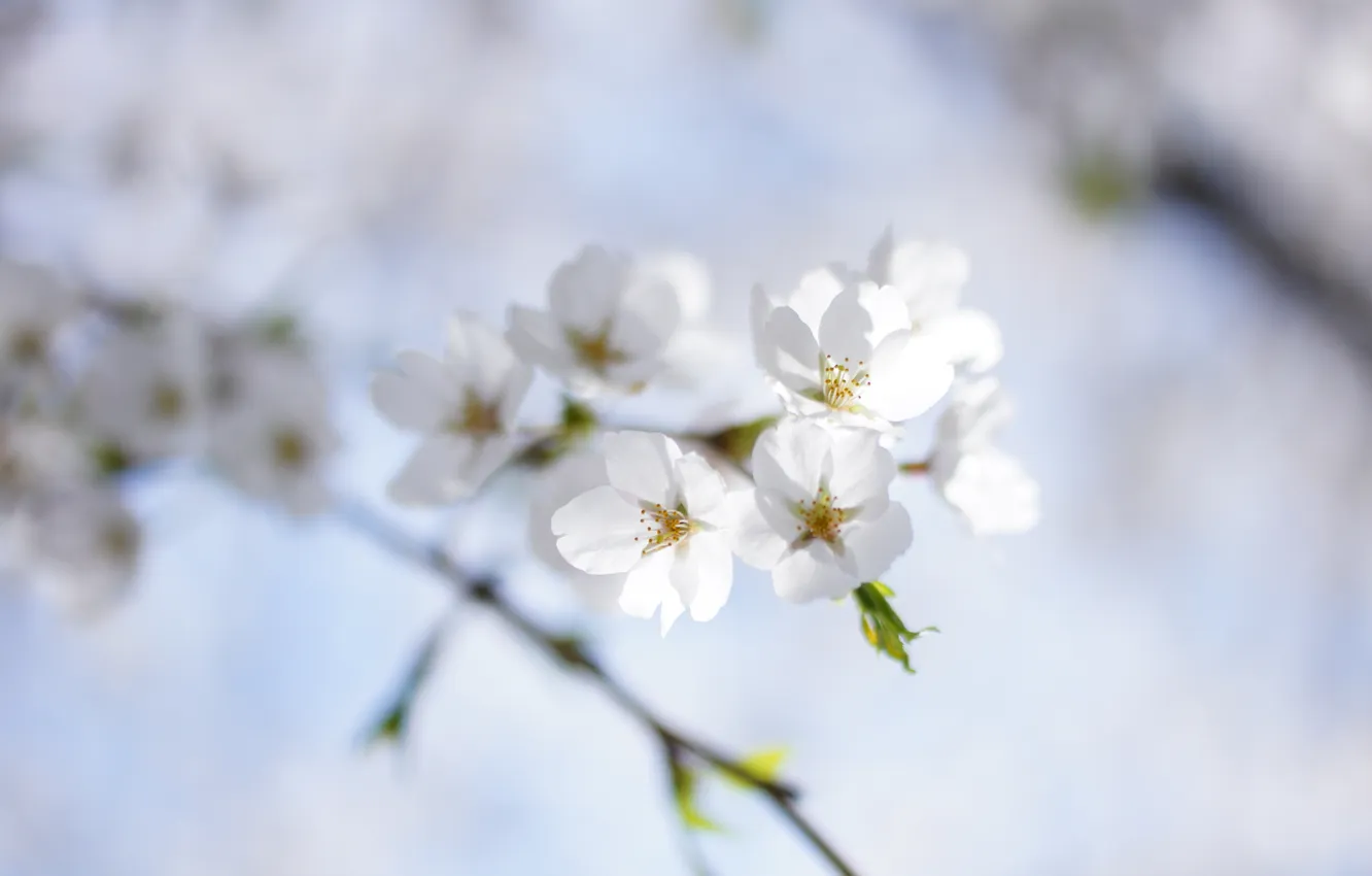 Photo wallpaper the sky, nature, cherry, sprig, spring, white, flowering