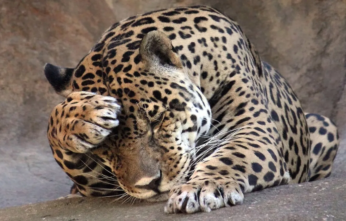 Photo wallpaper animals, nature, cat, animal themes, brown and black leopard