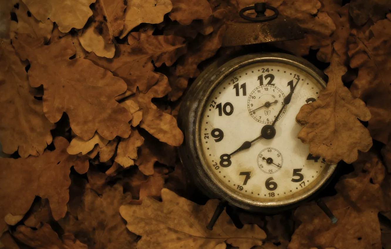 Photo wallpaper leaves, background, watch