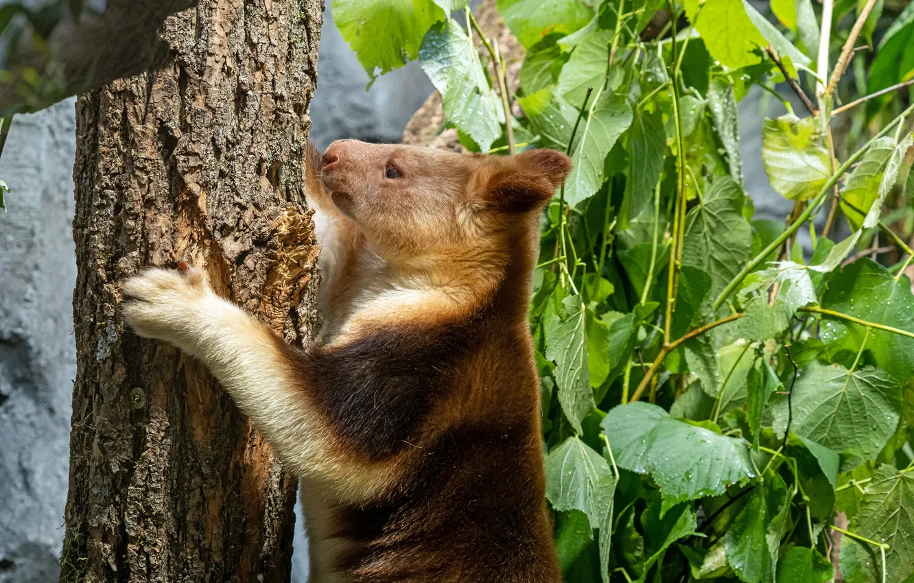 Photo wallpaper nature, kangaroo, animal, tree kangaroos
