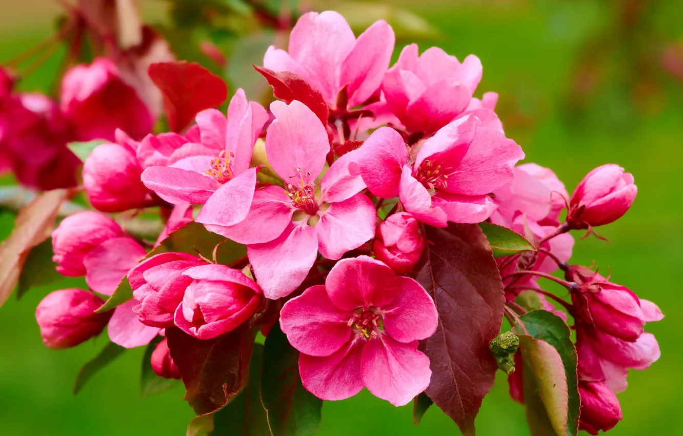 Photo wallpaper flower, spring, fruit tree