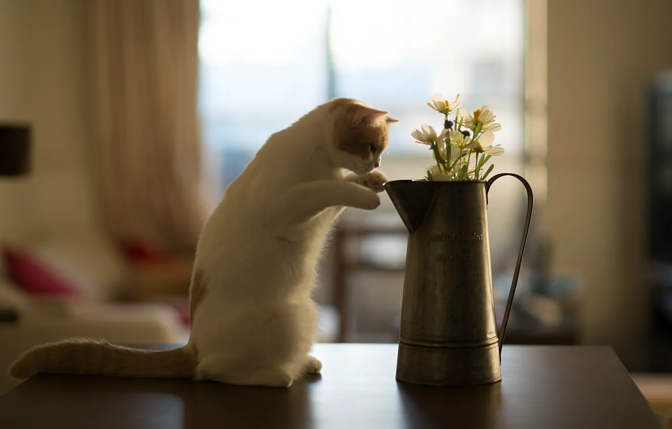 Photo wallpaper cat, flowers, table, kitty, Hannah, © Benjamin Torode