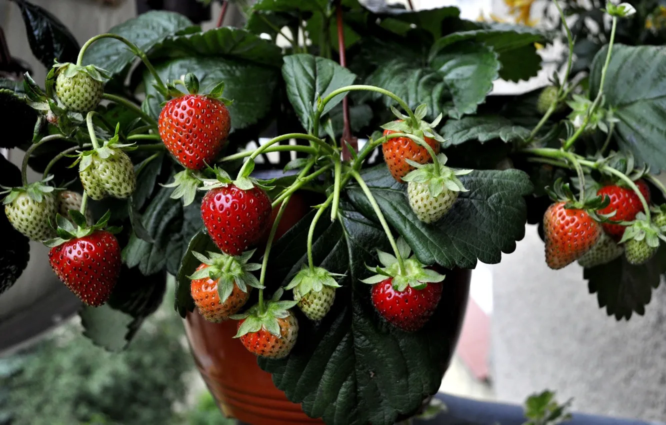 Photo wallpaper berries, strawberry, bushes