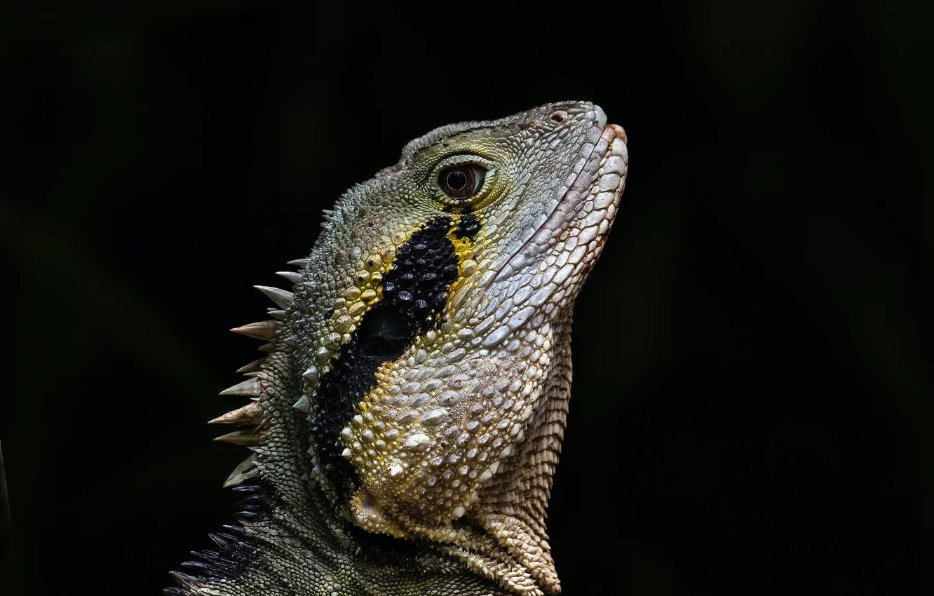 Photo wallpaper lizard, iguana, closeup