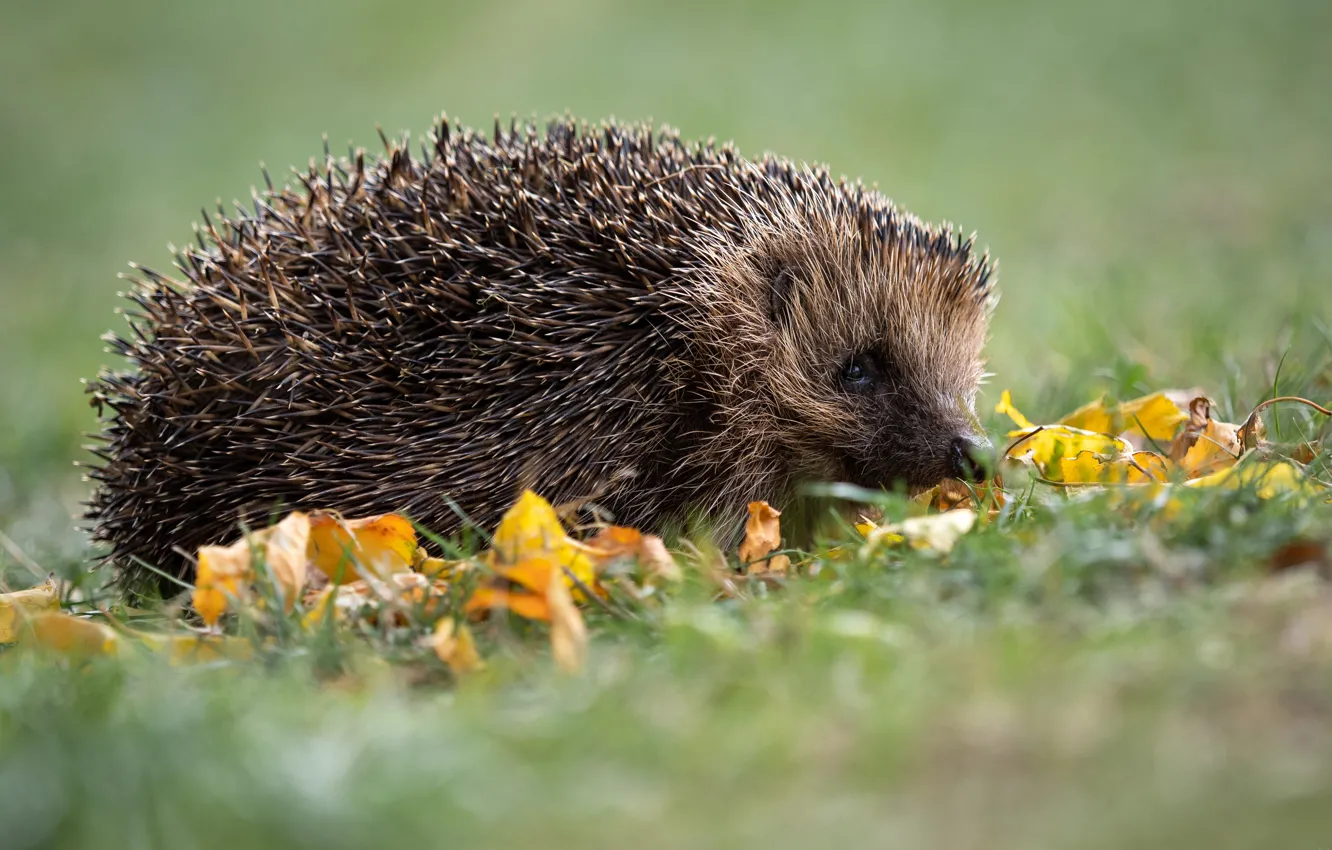 Photo wallpaper grass, glade, hedgehog, face, hedgehog, autumn leaves, hedgehog, hedgehog