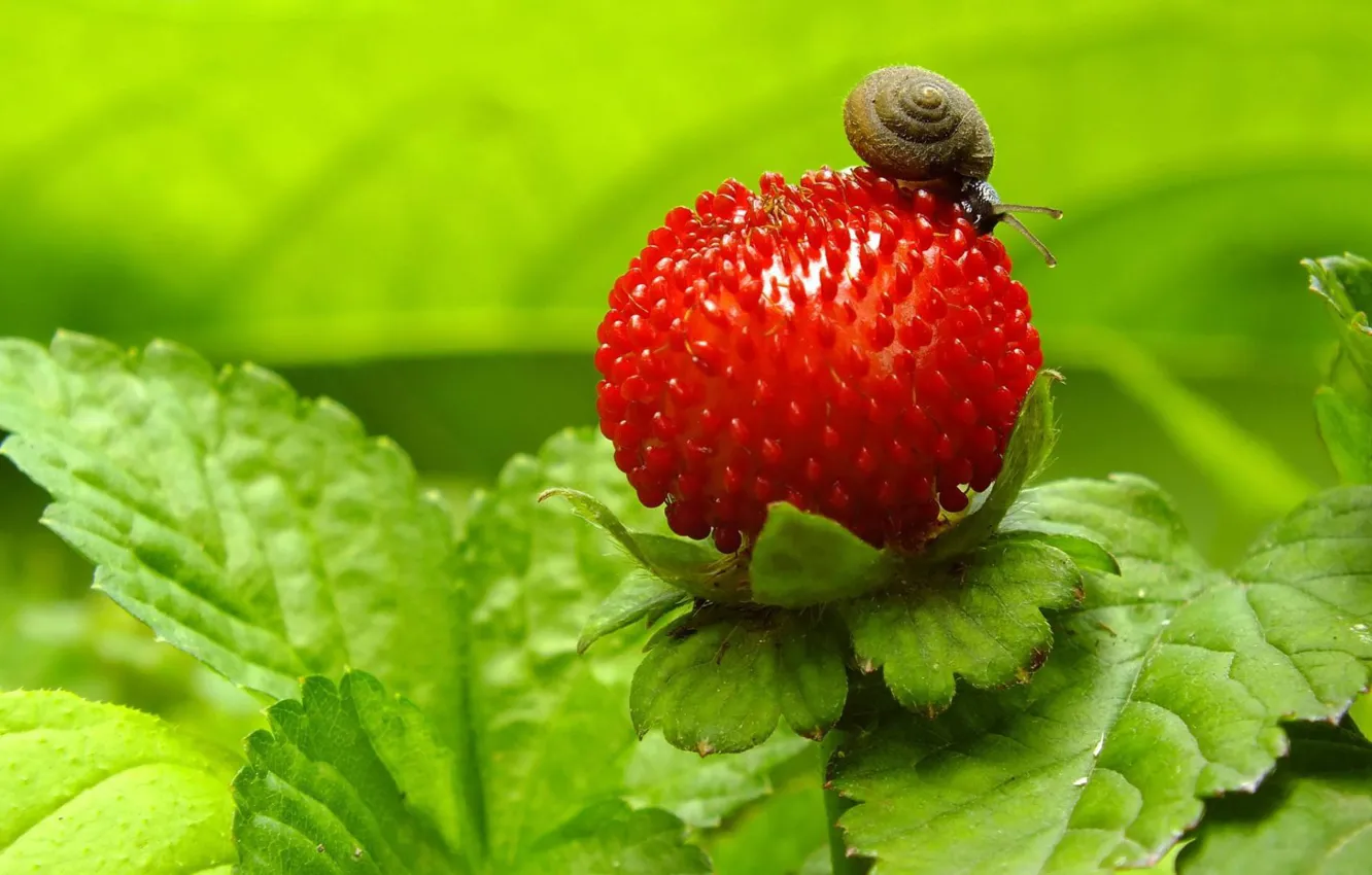 Photo wallpaper macro, nature, berries, snail, the bushes