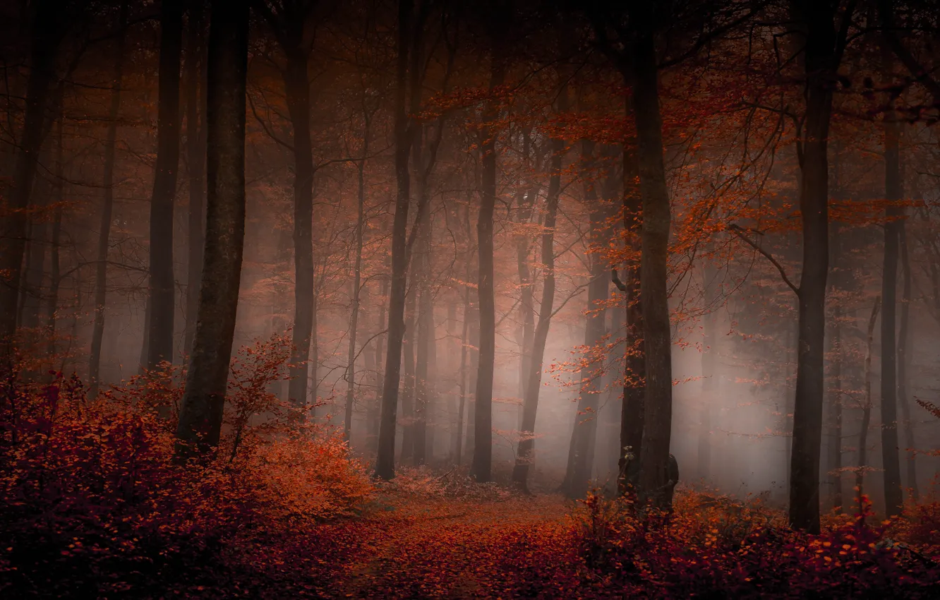 Photo wallpaper autumn, forest, branches, fog, foliage, path, the bushes