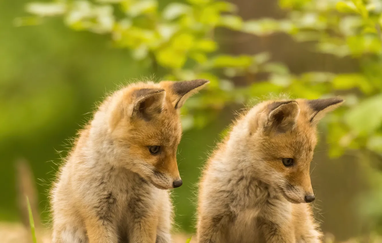 Photo wallpaper Fox, red, cub, a couple, Duo, bokeh, Fox