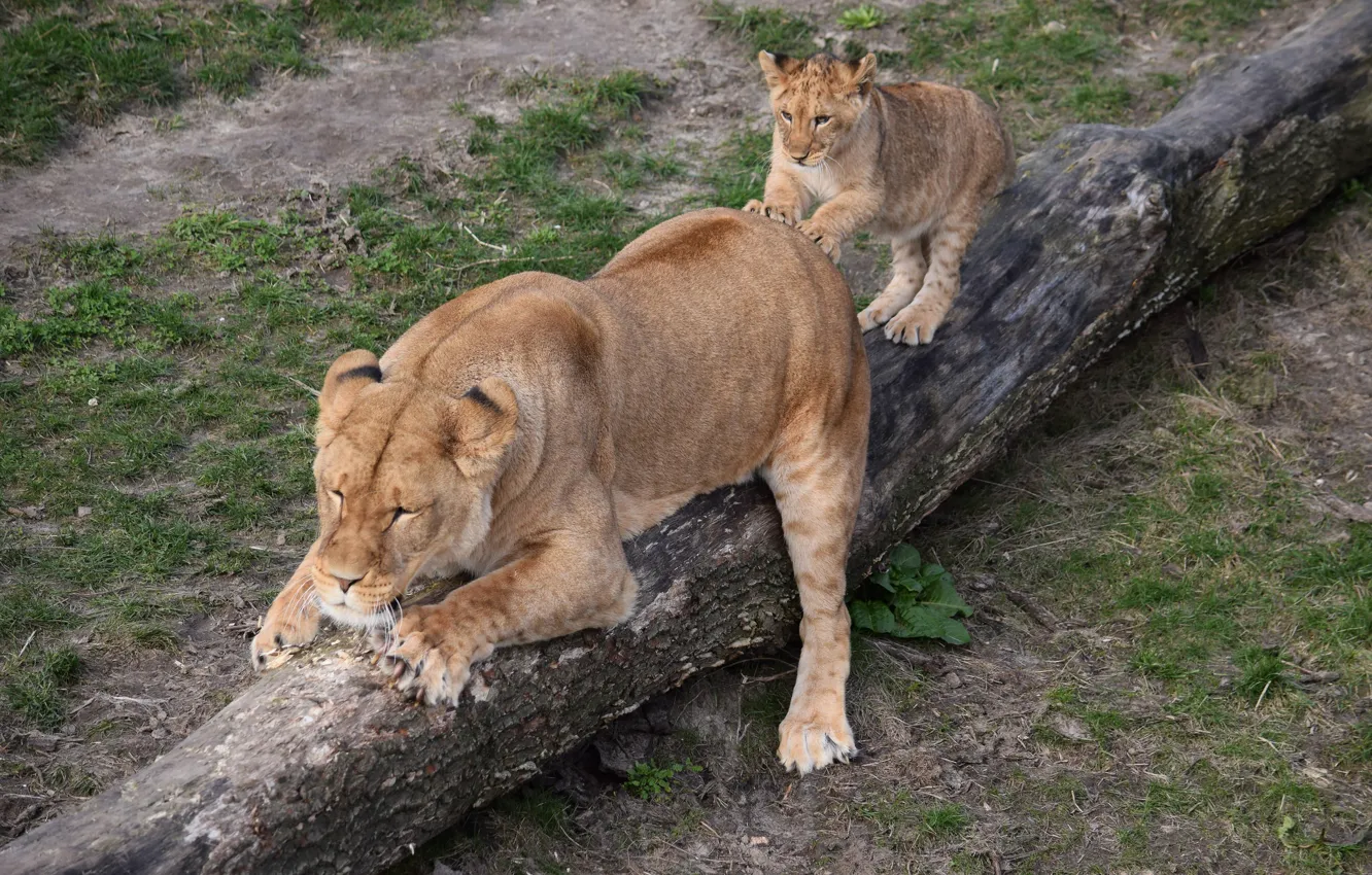 Photo wallpaper trees, nature, baby, lioness