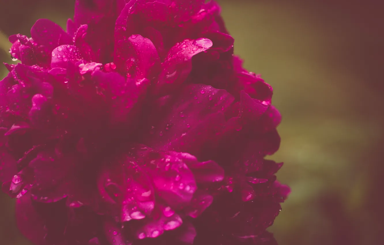 Photo wallpaper drops, flowers, peonies