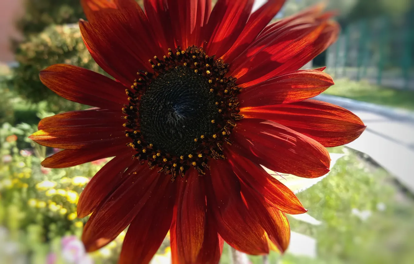 Photo wallpaper sunflower, orange, the end of summer